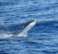 abe downs cropped #2 6419.jpg (2)