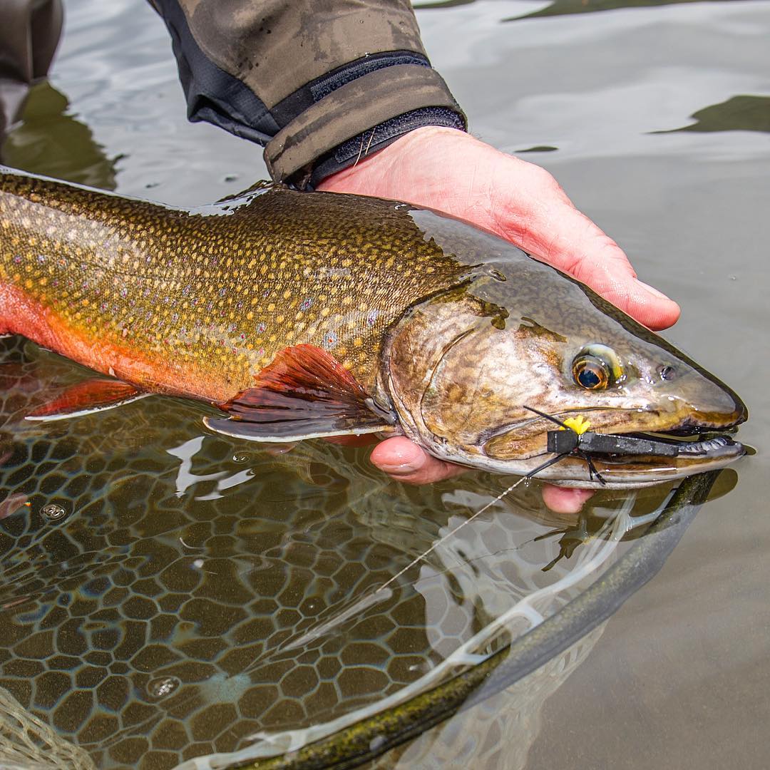 pat dorsey - brook trout