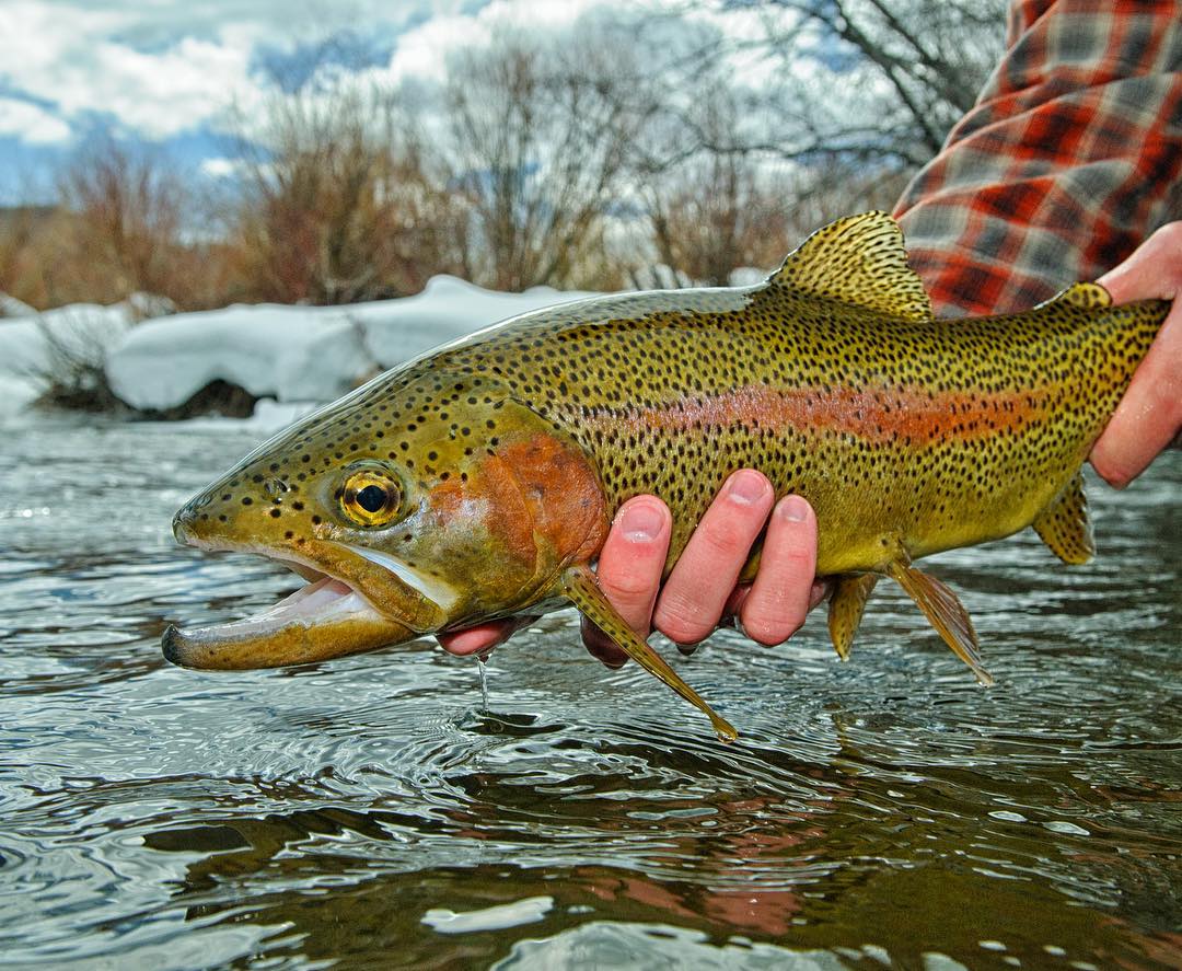 pat dorsey - rainbow trout