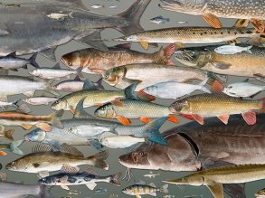 John Lyons Wisconsin fish