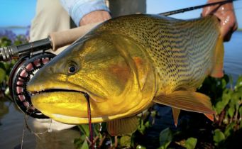 2019 10 Oct Big Fish Mat Wagner - Golden Dorado