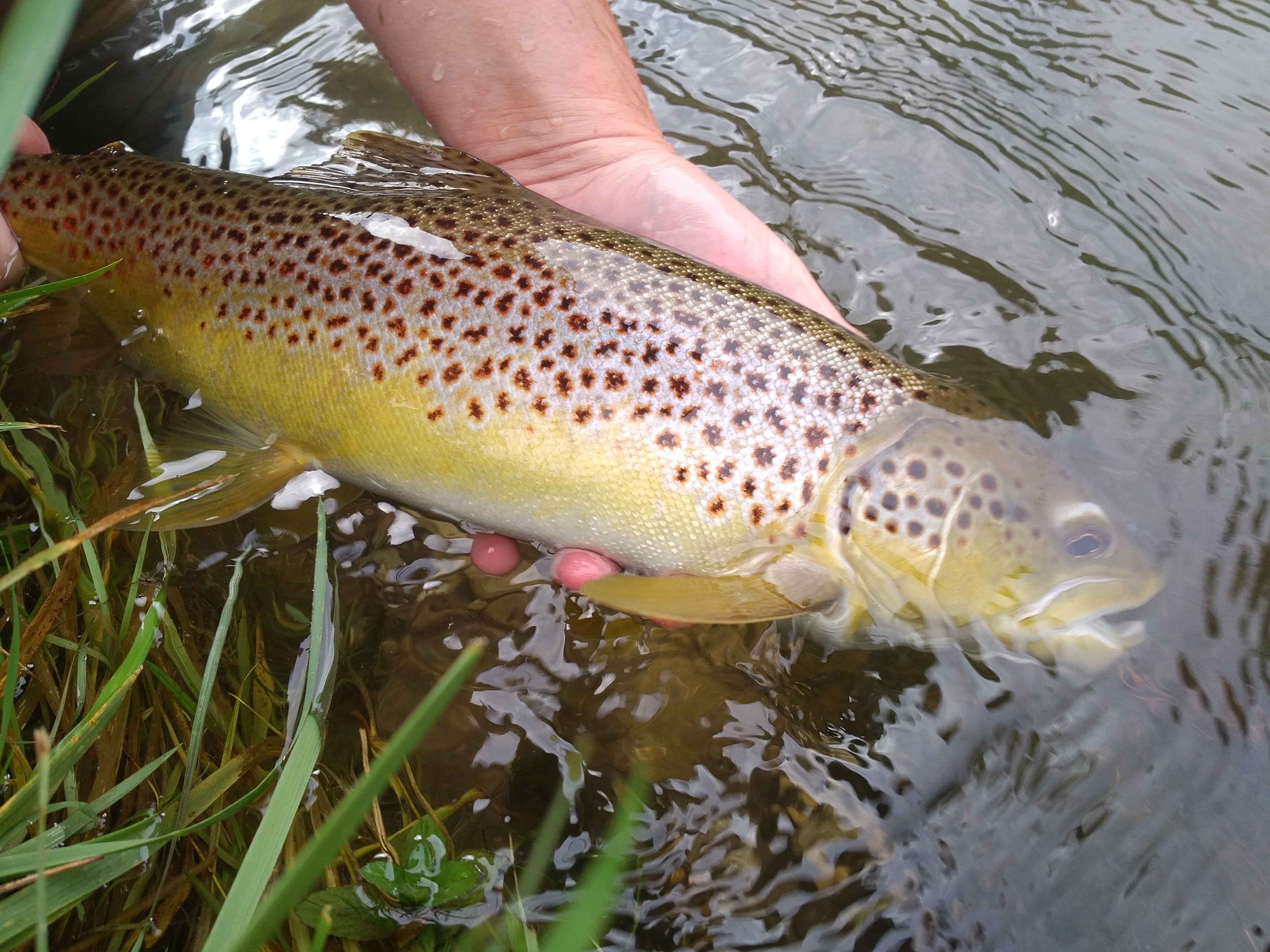 2019 11 Nov - MM - IMG_20171010_1227031