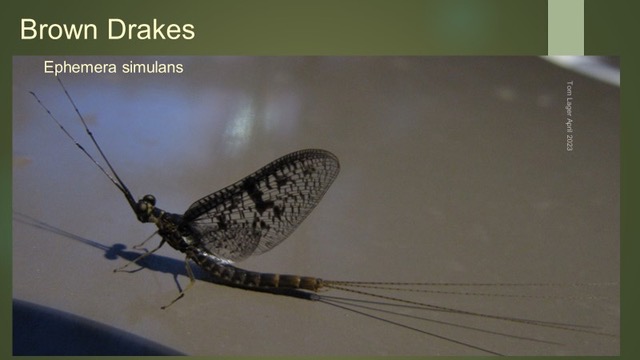 2024 01 Jan - Jan 3rd - Brown Drake