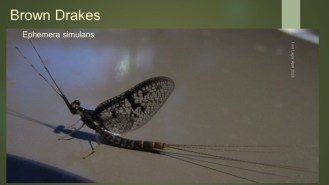 2024 01 Jan - Jan 3rd - Brown Drake