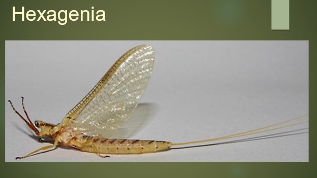 2024 01 Jan - Jan 3rd - Hexagenia